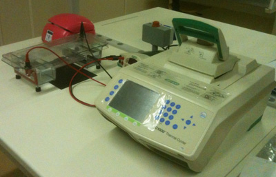 lab