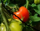 nutritive