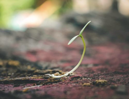 Guida all’interpretazione delle analisi del terreno e alla fertilizzazione